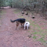 Foto van liesbeth,Turbo,Luna, Levi en Faith