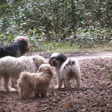 Foto van liesbeth,Turbo,Luna, Levi en Faith