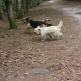 Foto van liesbeth,Turbo,Luna, Levi en Faith