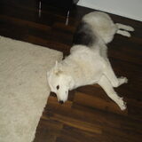 kyra aan het chillen .. op de koude vloer ...!