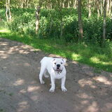 nero in het bos