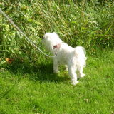 16-09-2011 CHICKA