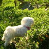 16-09-2011 CHICKA