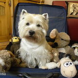 Op vakantie met mijn knuffels..