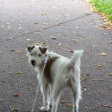 Foto van Jack en Dais