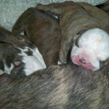 Onze Jr is papa