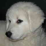 Frodo Séregon als pup 4 maand oud