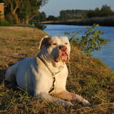 Chico af laten liggen mooi bij het water :-)