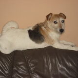 Dit is dus Rocky "the Wild one" (om zijn wilde haartjes)