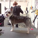 kruising schnauzer / maltezer na