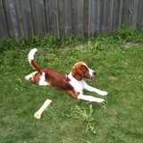 Onze knapperd Rosie