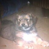 Bickel als pup!