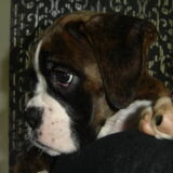 Foto van Janet & Boxers