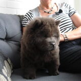ons kleine meisje ,geboren 20juni 2011 en noemt zohra,(blauwe chowchow)