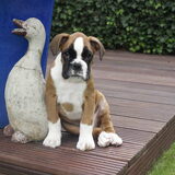 Mijn nieuwe vriend in de tuin: Ducky, de stenen eend!