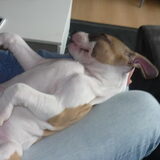 Nog steeds in coma.. op schoot