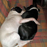 samen kroelen