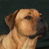 Luna, onze mooie jonge dame!!!