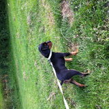 Gino! Lekker Buiten aan het wandelen