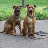 Foto van patricia,  *Spikey* Nino & Lola