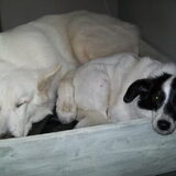 Foto van Chocomelk van Jessy & Storm en ***Blondie & Tara***