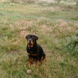 Rocky met Bal