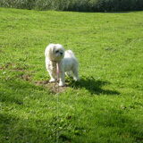 24-09-2011 CHIKCA