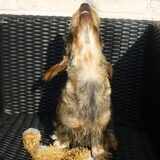 Foto van Greetje & Odie