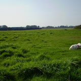 25-09-2011 WAT RUIST ER DOOR HET STRUIKGEWAS, CHICKA DUS