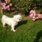 25-09-2011 CHICKA