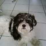 dit is mijn lieve hondje Sparky, hij is de liefste hond van de hele…