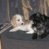 sammie en tibbe
