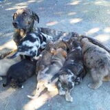 De moeder en broertjes en zusje van Junto samen 12 pups!