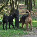 Foto van Mirjam en Curly Koda