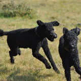 Foto van Mirjam en Curly Koda