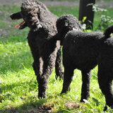Foto van Mirjam en Curly Koda