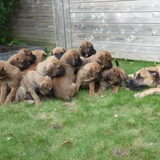 Mama Mosa heeft het druk met de puppies!