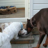 Samen drinken