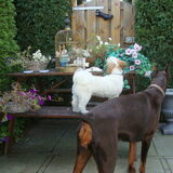 Sammy en Borgia
