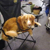 Oeps zou vrouwtje nu boos zijn? Dit is Buddy, de toller van mijn oudste…