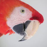 Foto van Amigo en K.C.