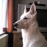 kindy aan het waken mijn stoere hond ^^