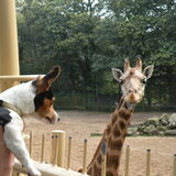 Ik ben ook in ouwenhands dierenpark geweest, dat was echt leuk!