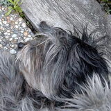 pyrenees herdershondje