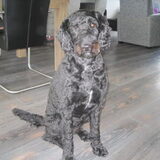 mijn Labradoodle Noa