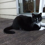 Nemo mijn lieve kater ( 2 jaar )