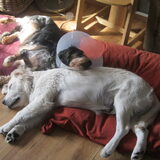 Foto van Laurien, Joep & Jay