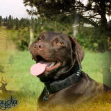 Foto van *Laycka en Lady*