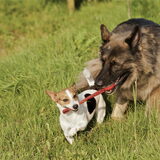 Bikkel & Wolf