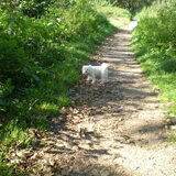 29-09-2011 CHICKA IN HET BOS